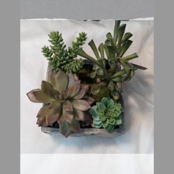 Gold Eagle Succulent Rock Garden - Picture 3 of 9